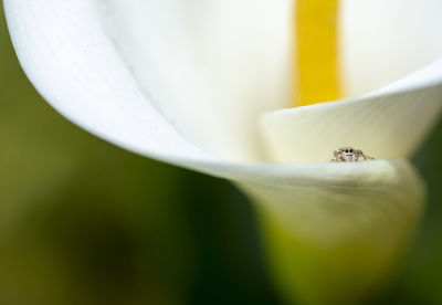 Close-up of white rose flower