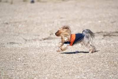 Side view of dog running on shore