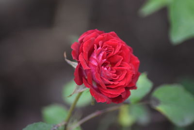 Close-up of rose against blurred background