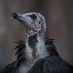 Close-up of bird