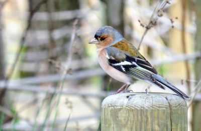 Close-up of bird perching outdoors
