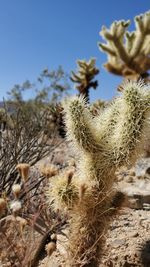 Close-up of cactus growing on field against clear sky