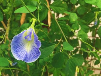 Close-up of purple flower