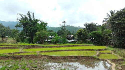 Scenic view of rice field against sky