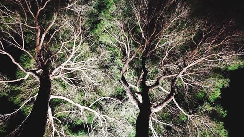 Low angle view of tree against sky