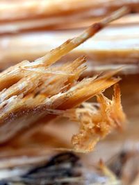 Close-up of dried plant