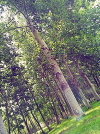 Trees growing in park