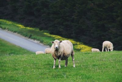Sheep grazing in a field