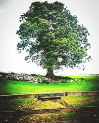 Tree on field against clear sky