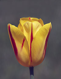 Close-up of yellow rose against white background