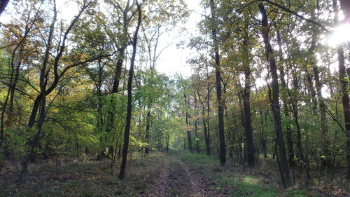 Trees in forest against sky