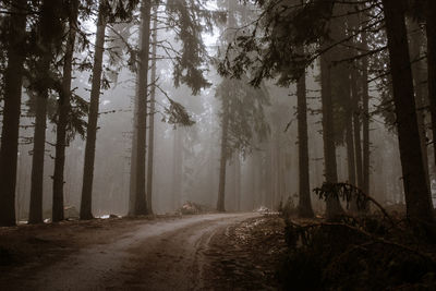 Road amidst trees in forest during foggy weather