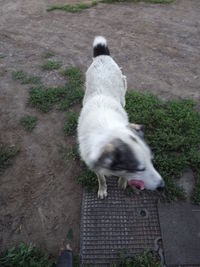 High angle view of dog on grass