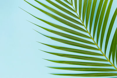 Close-up of palm leaves