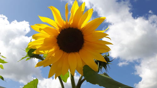 Low angle view of sunflower