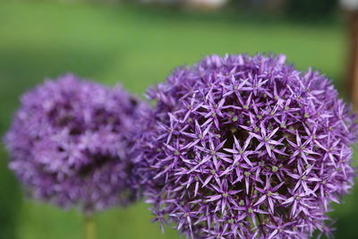 Close-up of purple thistle flowers