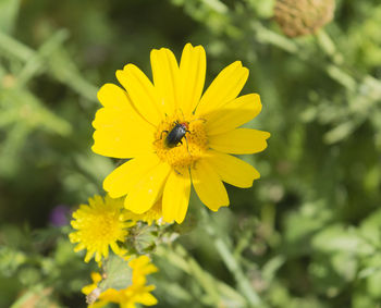 Close-up of insect on yellow flower