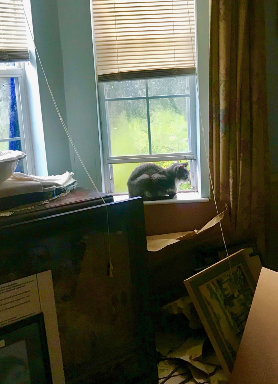 CAT SEEN THROUGH WINDOW