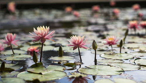 Lotus flowers in a calm and fascinating pond