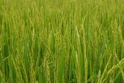 Full frame shot of corn field