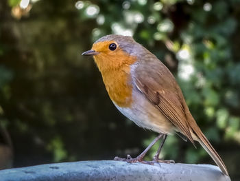 Close-up of bird perching on tree