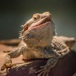 Close-up of lizard