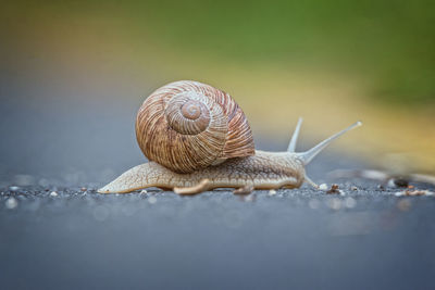 Close-up of snail