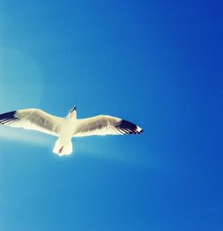 Low angle view of seagull against clear blue sky