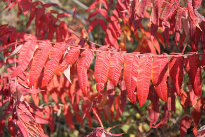 Close-up of red leaves