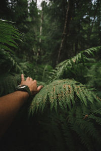 Close-up of hand holding fern