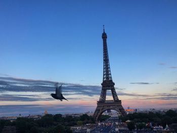 Eiffel tower with  flying pigeon 