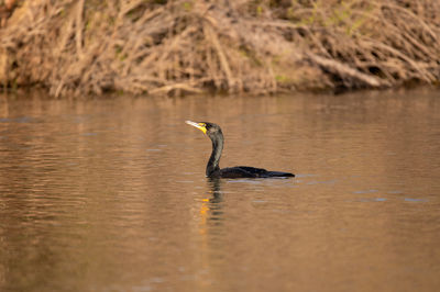 Duck swimming in lake