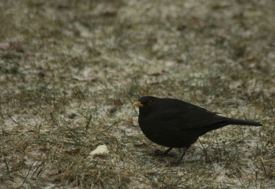 Bird perching on grass