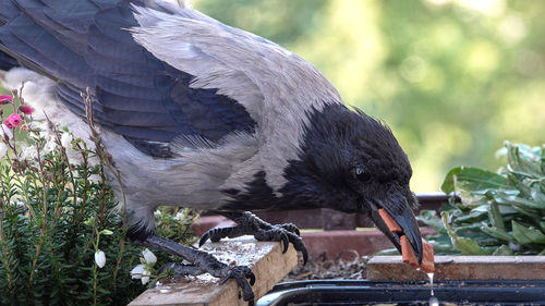 Close-up of bird perching on plant