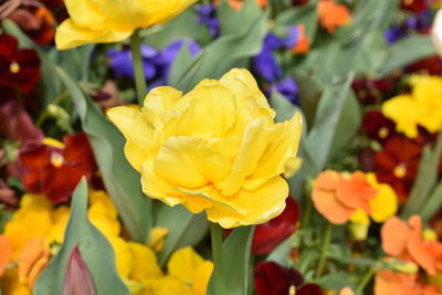 Close-up of yellow tulip