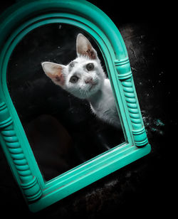 High angle portrait of a cat