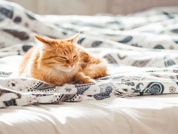 Cute ginger cat lying in bed. fluffy pet comfortably settled to sleep. 