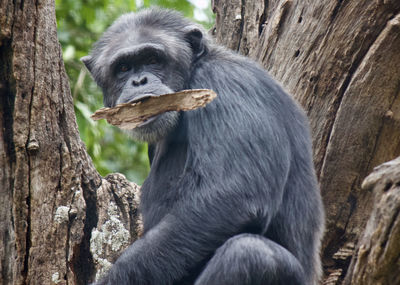 Close-up of ape sitting on tree trunk