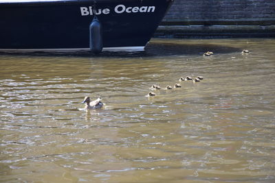 Ducks swimming in lake