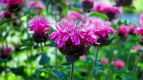 Close-up of pink flowers blooming outdoors