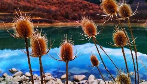 Close-up of dried thistle flowers