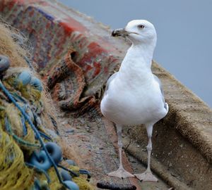 Close-up of seagull perching on wall