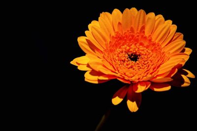 Close-up of orange daisy against black background