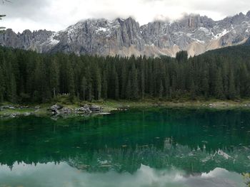 Scenic view of lake in forest