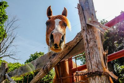 Close-up of horse