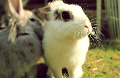 Rabbit animal cute 