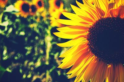 Close-up of fresh sunflower blooming outdoors