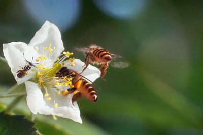 Close-up of bee pollinating on flower