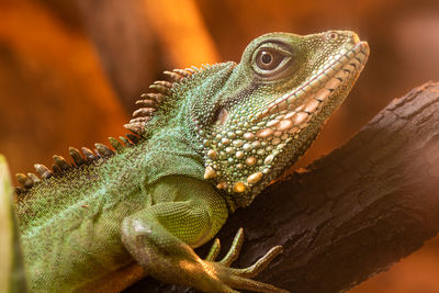 Close up portrait of a chinese water dragon on a branch