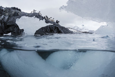 Low angle view of penguins on rock formation by sea